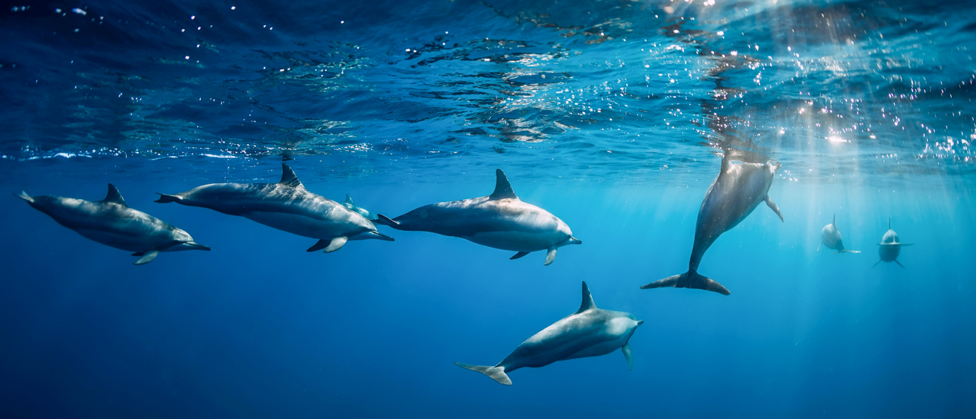 A pod of dolphins swims gracefully underwater in the clear blue ocean of Lovina, Bali, with sun rays.