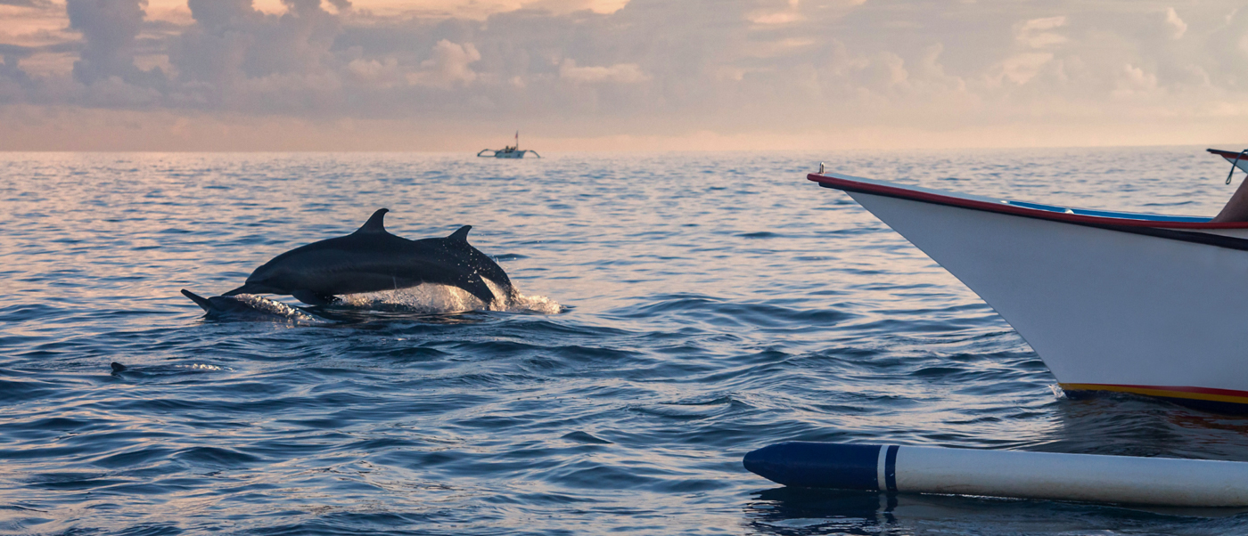 Two dolphins leap from the calm ocean water near a boat at sunrise in Lovina, Bali.