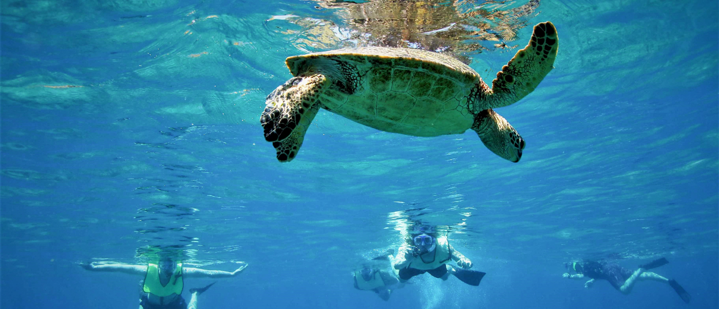 Snorkelers swim with a large sea turtle in the clear blue waters of Gili Trawangan.
