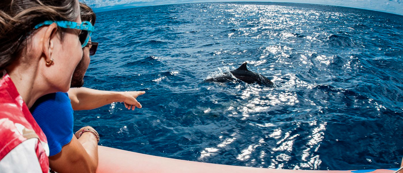 Two excited people on a boat pointing at dolphins swimming in the clear blue ocean off Lovina.