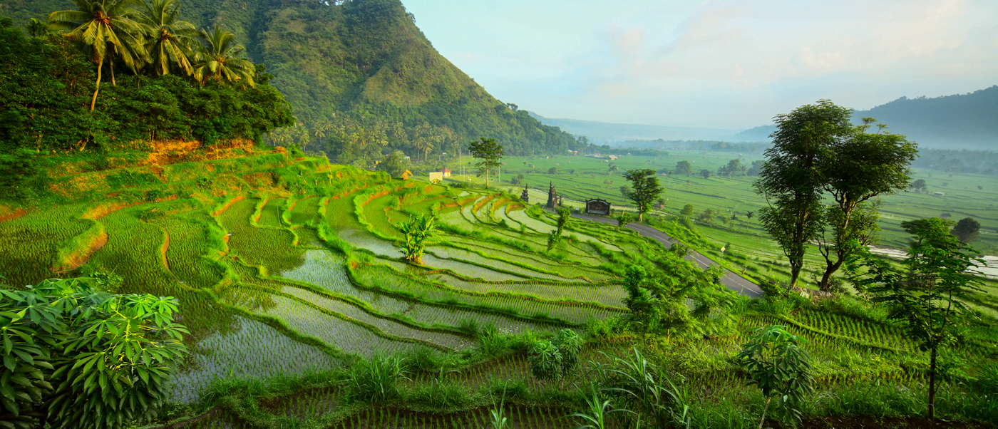 Lush green rice terraces cascade down a hillside with palm trees and a distant mountain in Bali.