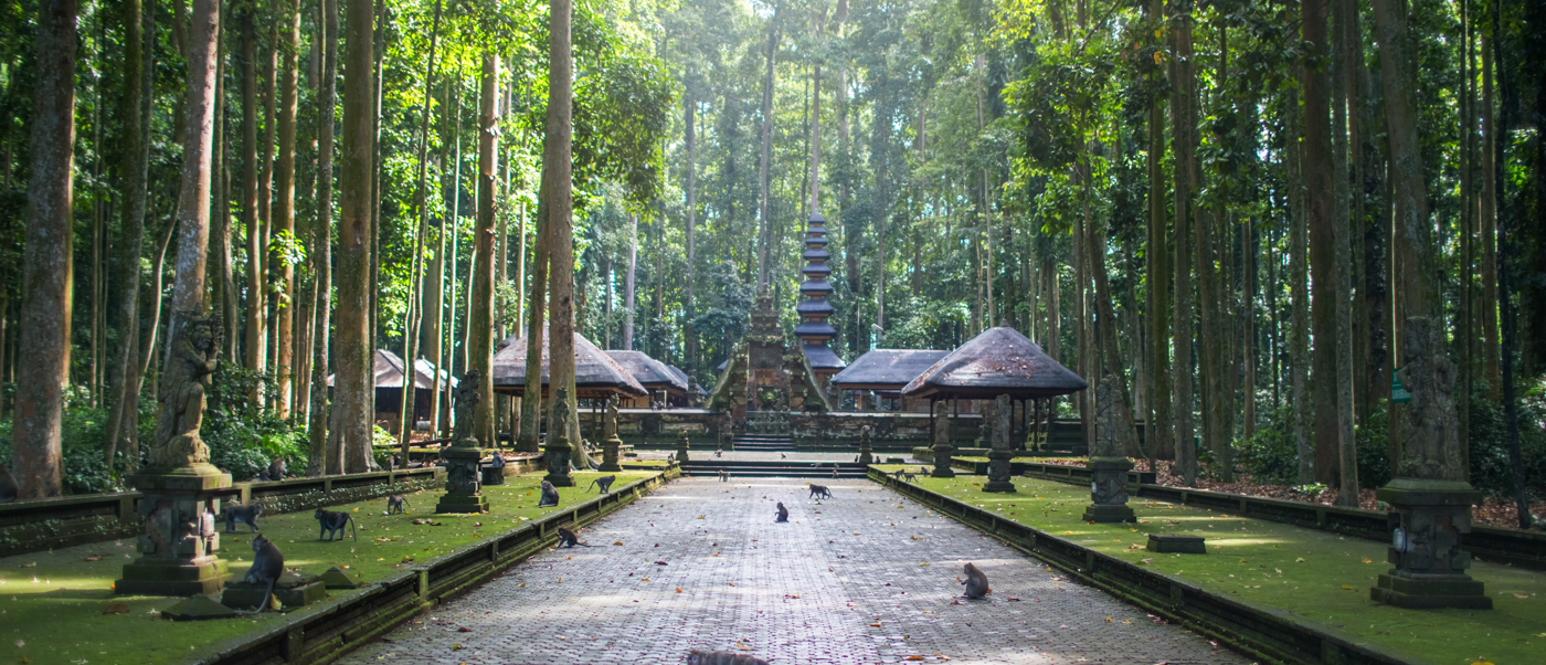 Playful monkeys on a paved path leading to an ancient tiered temple surrounded by towering trees in Ubud.