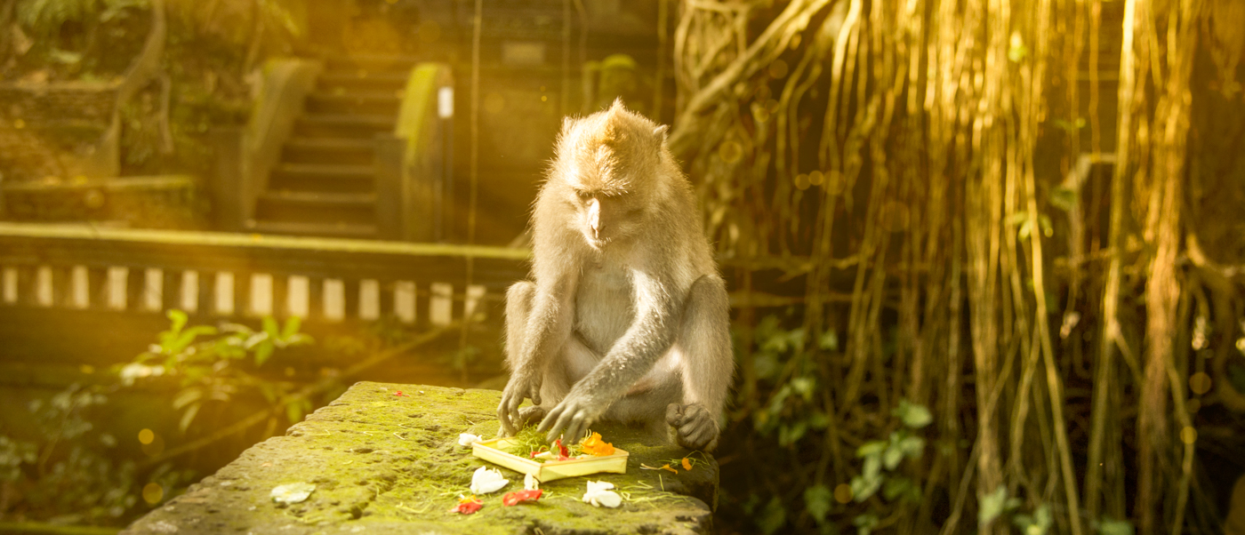 A serene macaque monkey sits on a mossy stone, eating fruit in the sunny Ubud Monkey Forest.