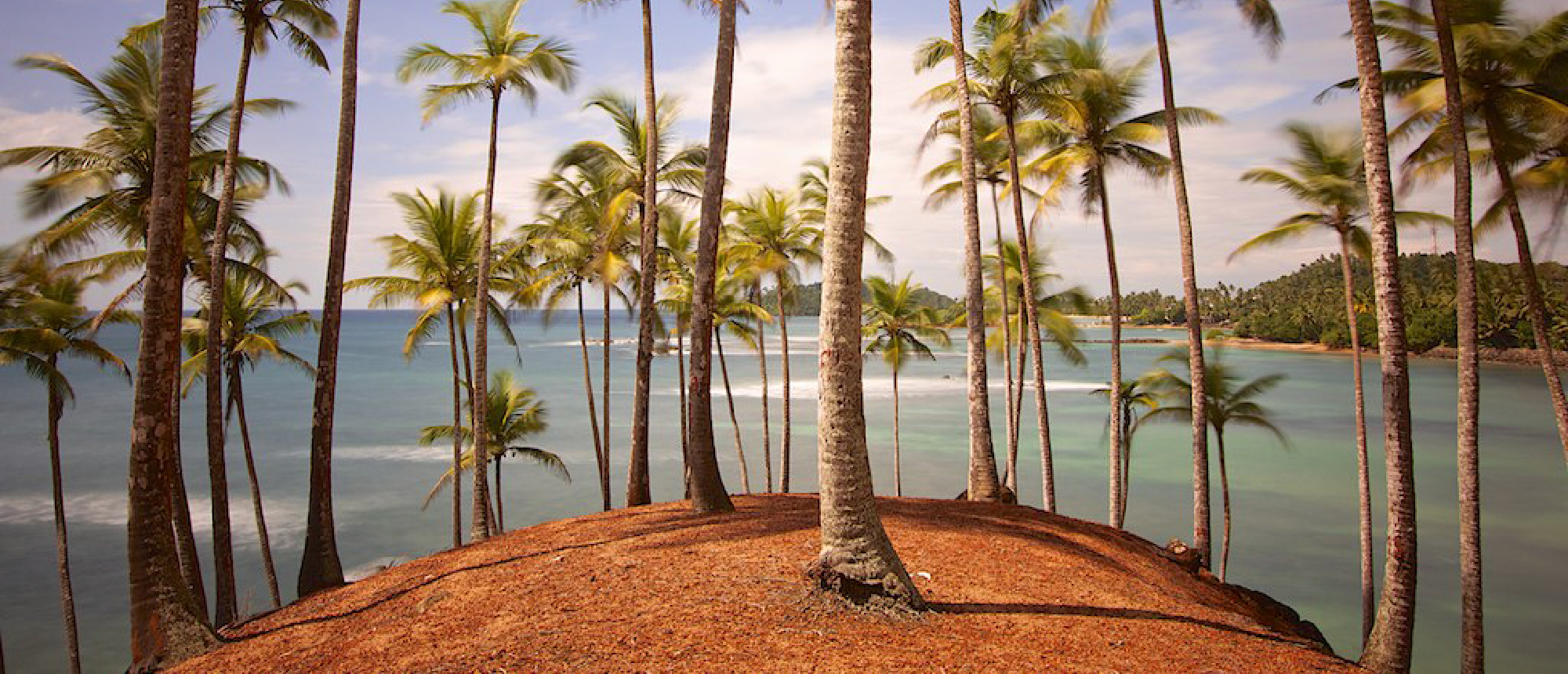 Tall palm trees on a reddish hill overlooking the tranquil blue ocean in Weligama.