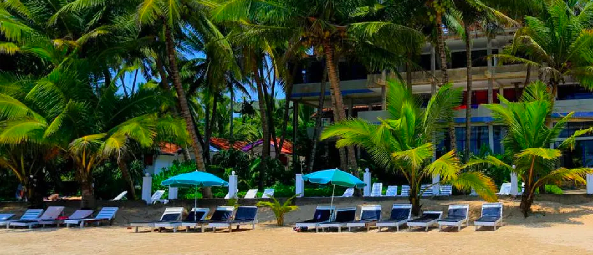 Lounge chairs and umbrellas line a sandy beach with palm trees and a resort in Weligama.