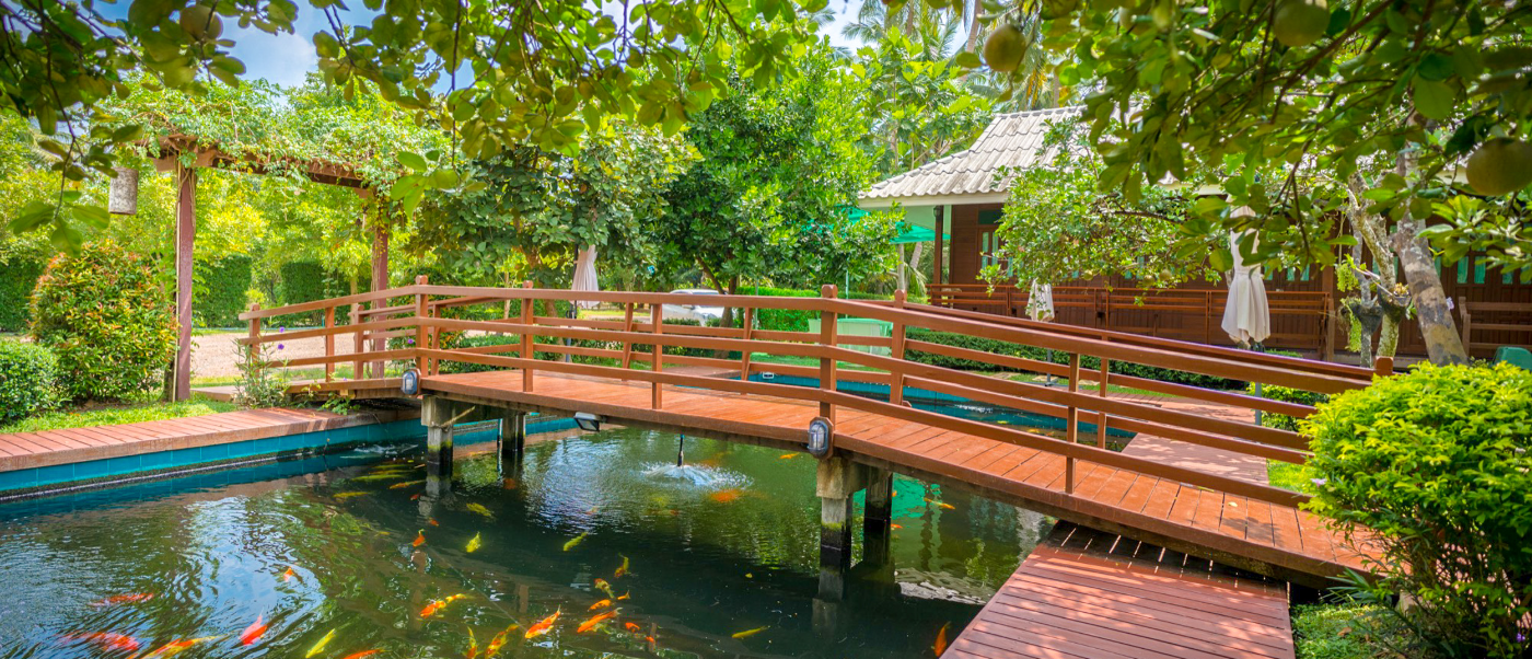 A peaceful wooden bridge over a koi pond leads to a traditional homestay in Amphawa.