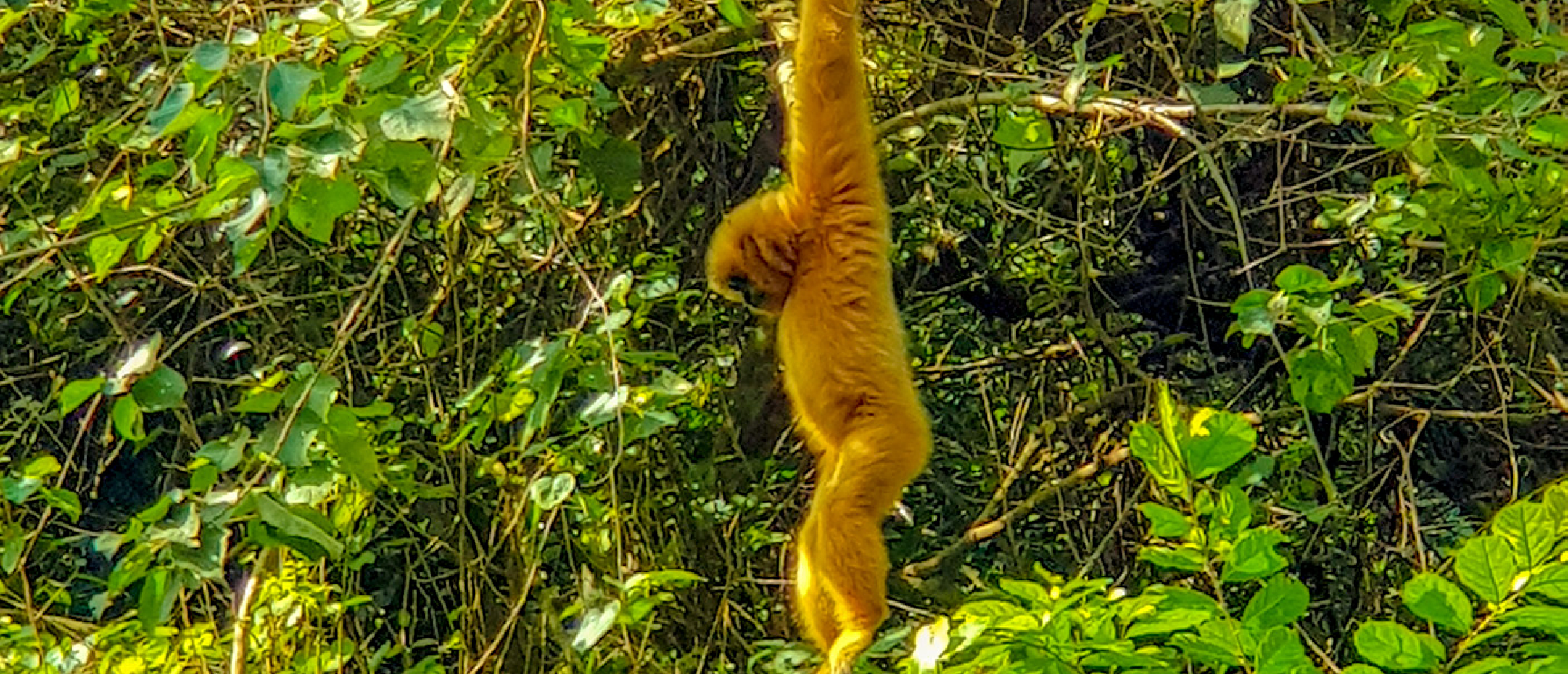 A golden-furred monkey hangs vertically from a tree branch in Vietnam's Cuc Phuong National Park.