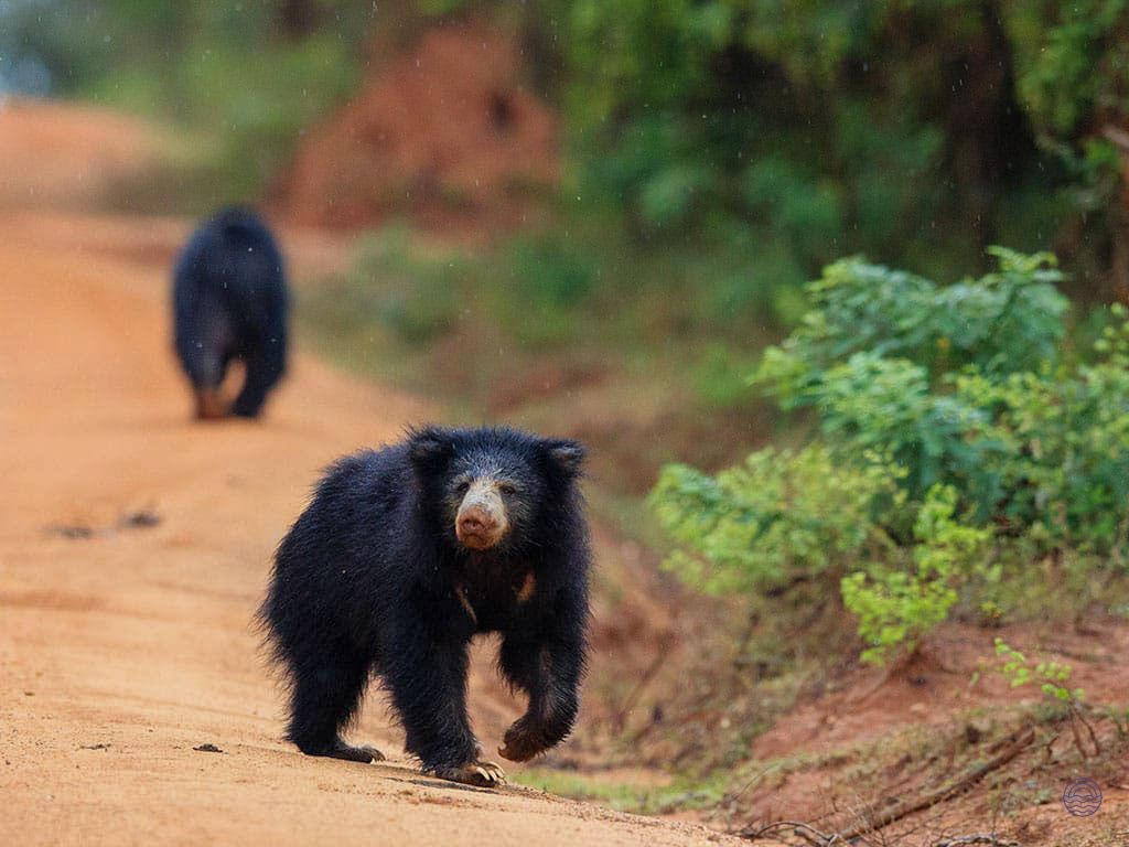 Two wild sloth bears walk on a dusty safari track in Sri Lanka's Yala National Park.