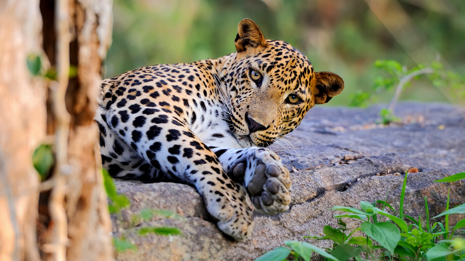 A majestic spotted leopard rests on a large rock, looking intently during a Sri Lankan safari.