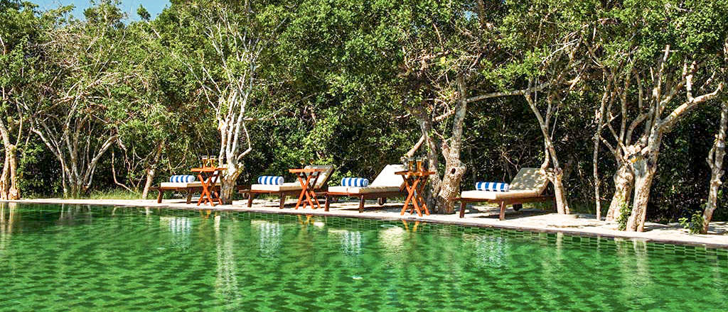 A luxurious green swimming pool with lounge chairs surrounded by lush trees in Yala National Park.