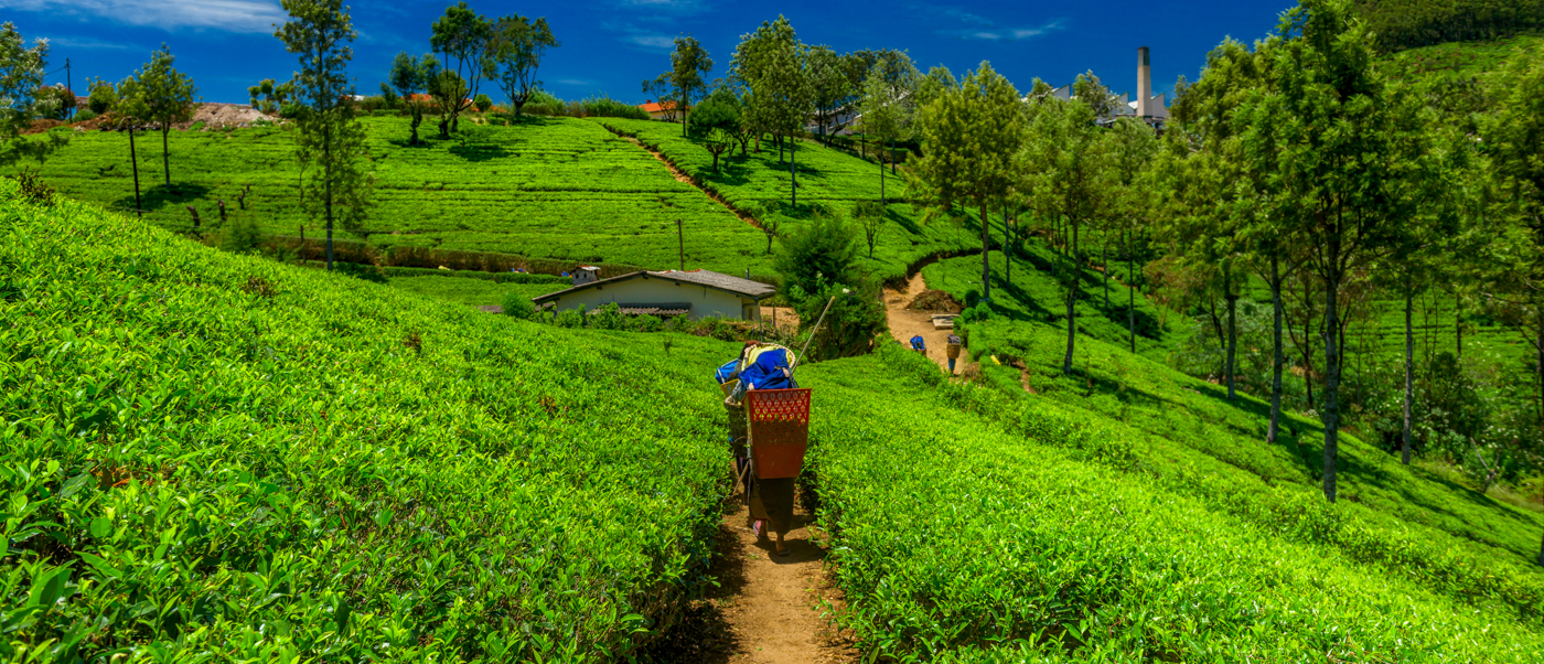 A tea picker carries a basket along a dirt path through vibrant green tea fields in Nuwara Eliya.