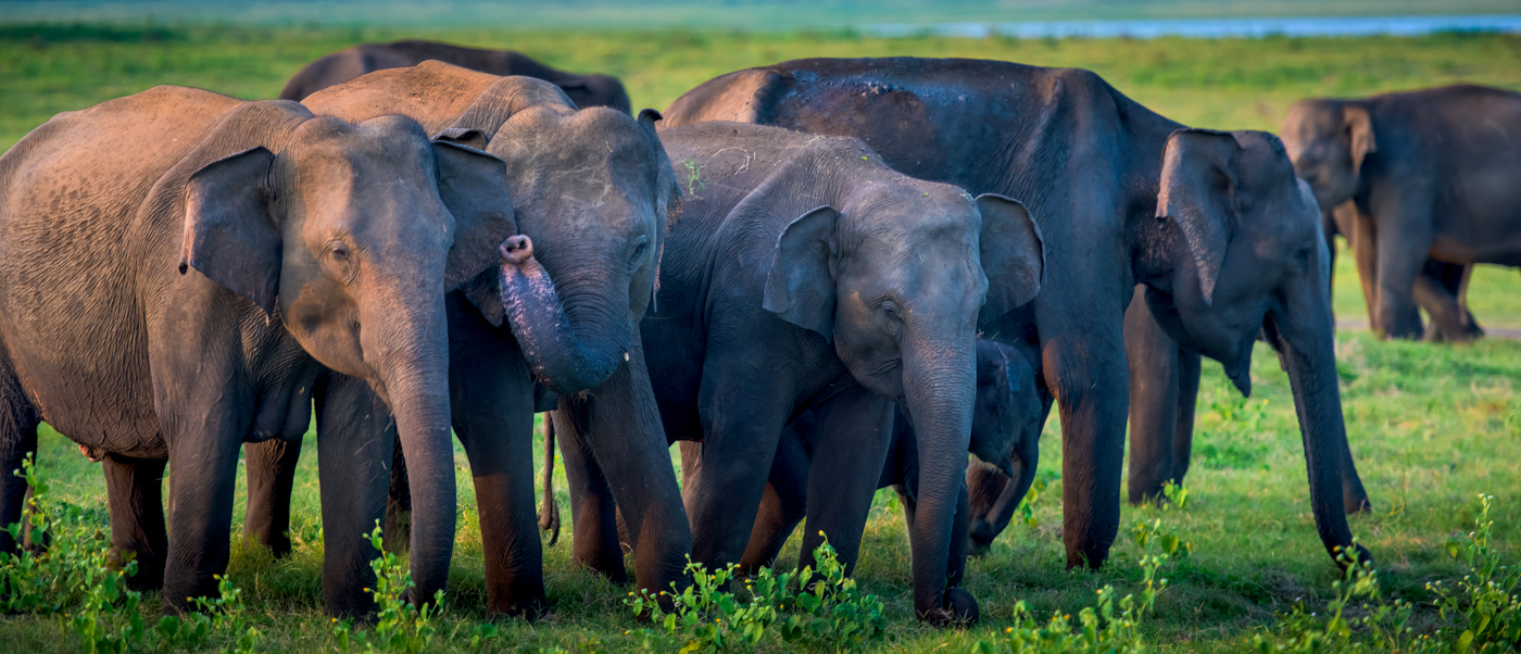 A family of elephants grazes peacefully in a vast, sunlit green plain in Sri Lanka.