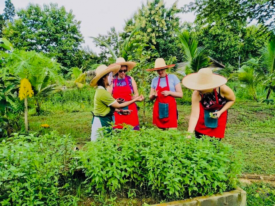 Four tourists in straw hats and red aprons harvest fresh herbs at an organic farm in Chiang Mai.