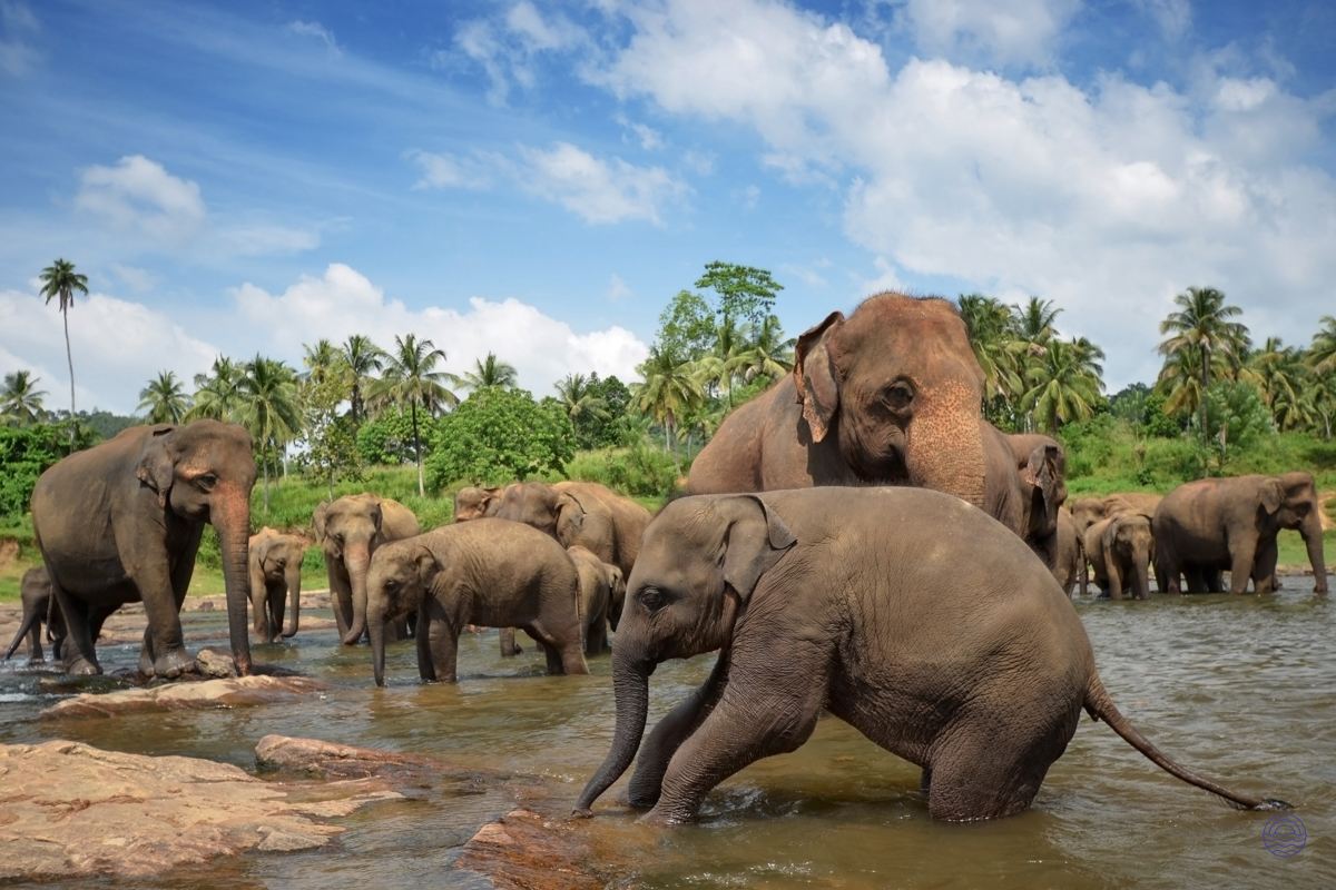 A herd of majestic elephants, including calves, bathing in a peaceful river in Chiang Mai, Thailand.