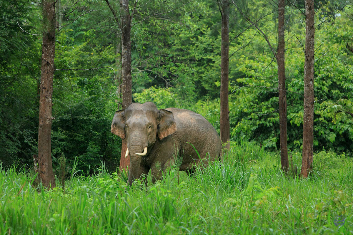 A magnificent elephant with tusks stands in the lush green jungle of Chiang Mai, Thailand.