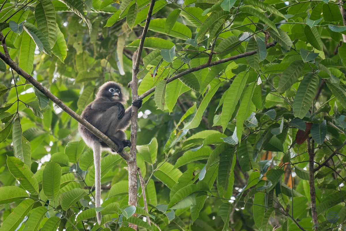 A dusky leaf monkey perches calmly on a branch, surrounded by the vibrant green of a tropical forest.