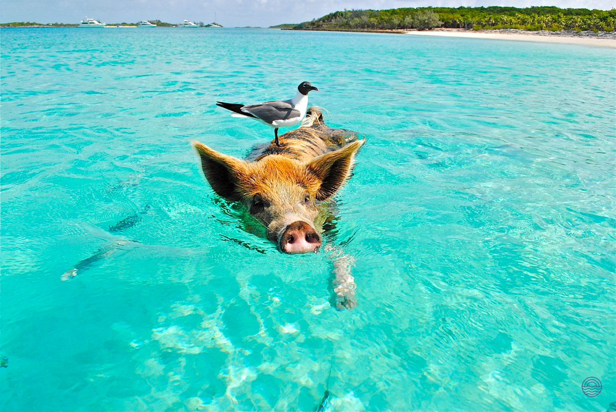 A pig swims in the turquoise water with a seagull on its back at Pig Island, Koh Madsum.