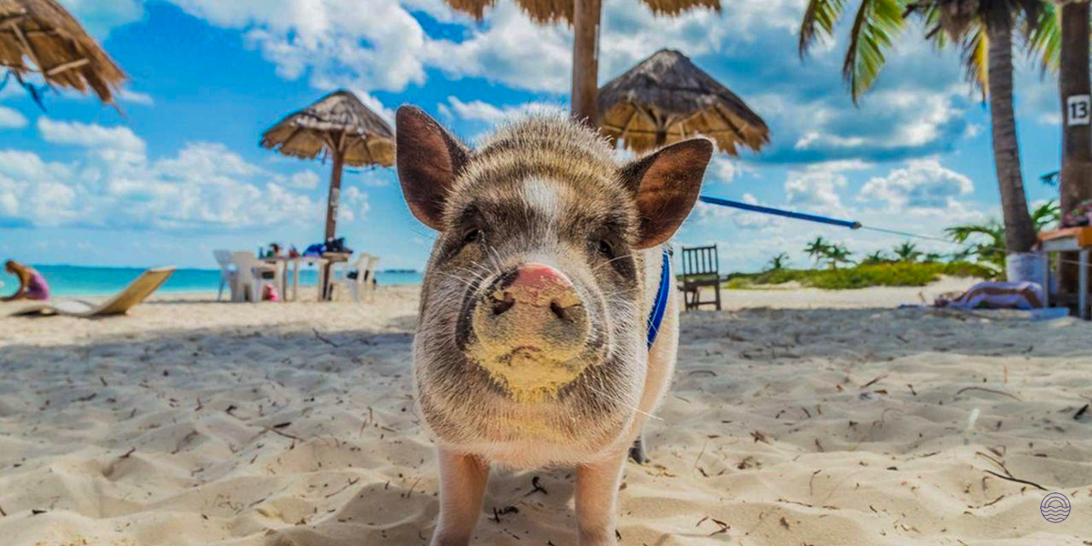 A curious pig with a harness on the sunny white sand beach of Pig Island, Thailand.
