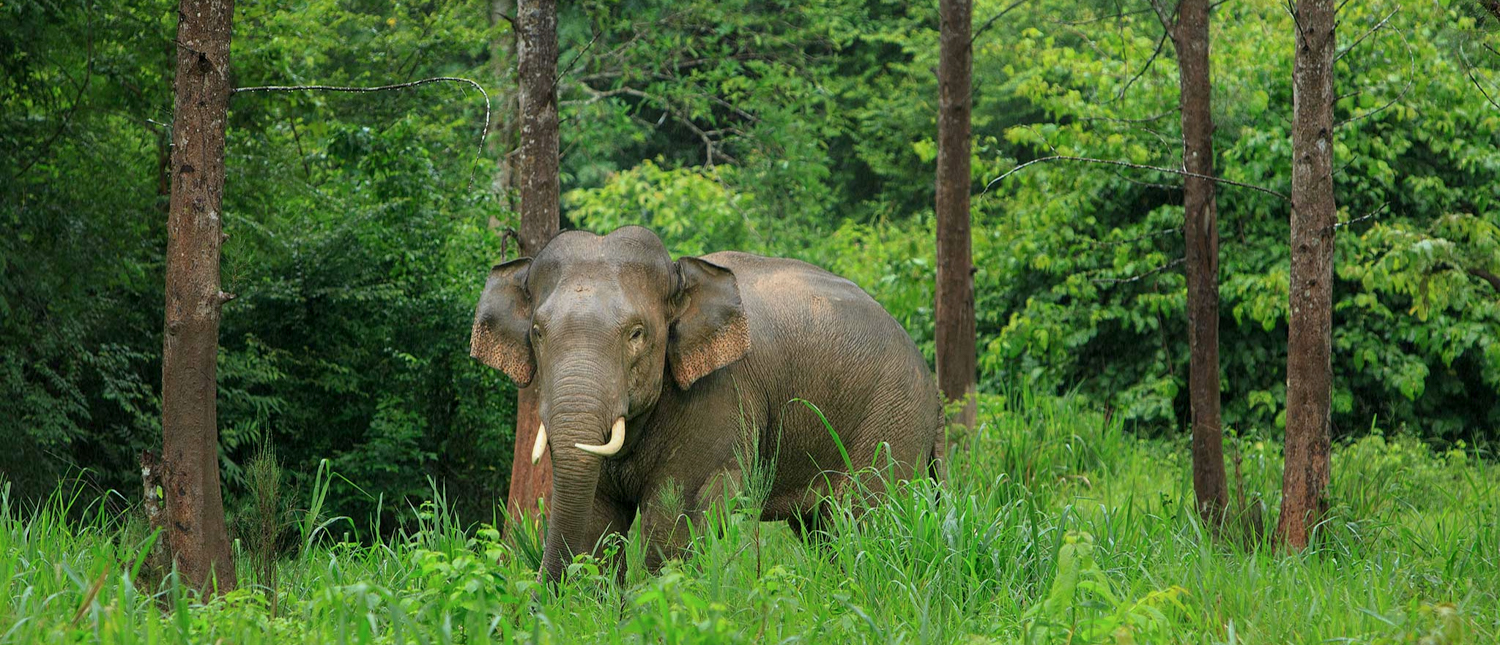 A majestic elephant with tusks stands among tall trees and lush green foliage in Chiang Mai.