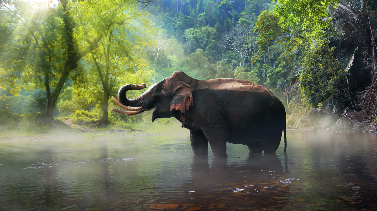 A majestic elephant stands in a misty river, raising its trunk amidst lush green jungle in Thailand.