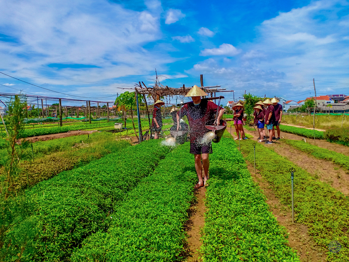 Learning traditional farming, visitors water rows of fresh green herbs at Tra Que Organic Garden, Hoi An.