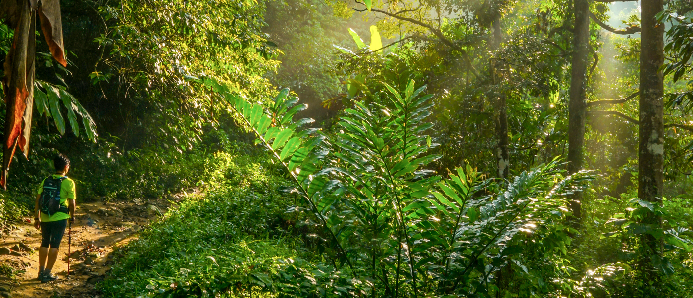 A person hikes through a sunlit, lush green rainforest near Tam Coc, Vietnam.